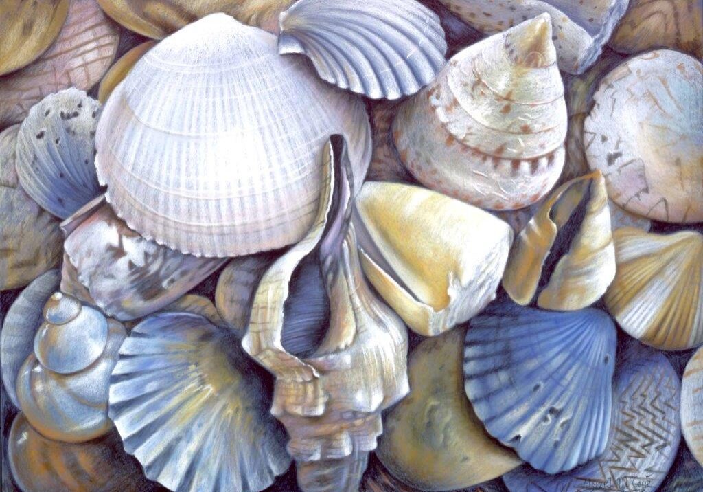 Mixture of shells on beach